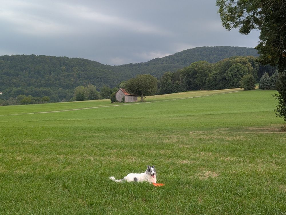Ein weißer Hund liegt auf der grünen Wiese 