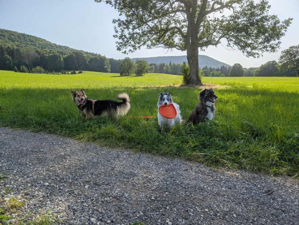 Drei Hunde im Schatten unter einem Baum 