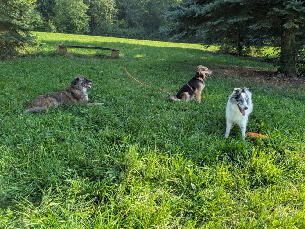 Drei Hunde liegen im Schatten auf der Wiese 