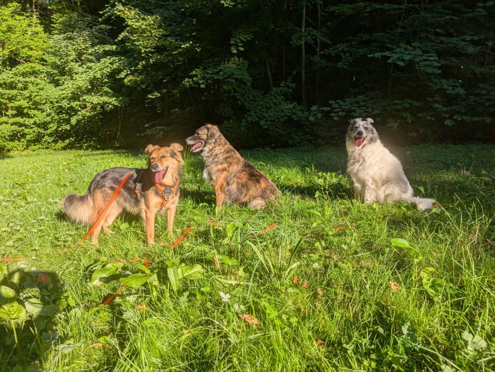Drei Hunde auf einer Lichtung im Wald 
