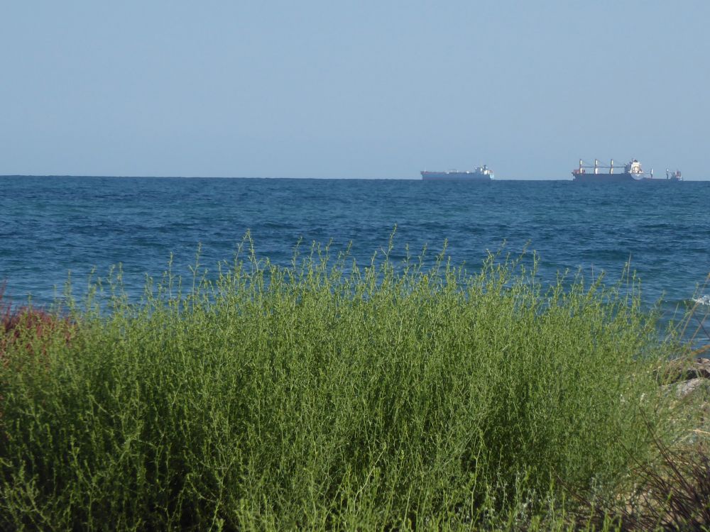 En primer plano vegetación verde. En segundo mar azul oscuro. En tercero cielo azul claro. Barcos en el horizonte.