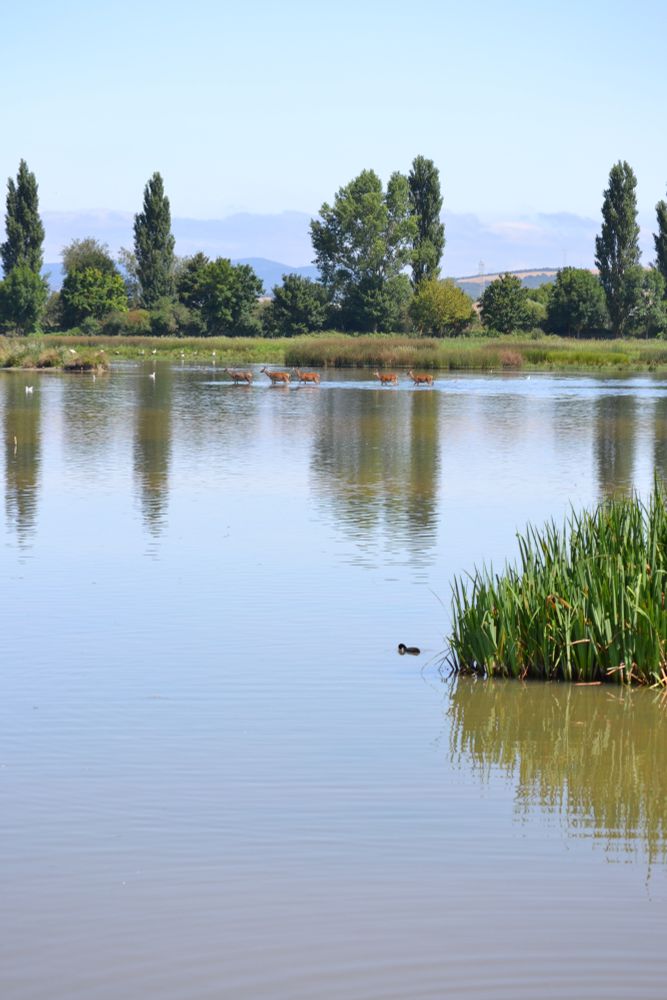 Humedal. Lámina de agua en calma. Ciervos vadeando. Patos nadando. Cigüeñas en la orilla. Árboles al fondo. Montañas lejanas. Cielo azul