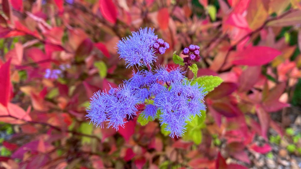 Hardy Ageratum periwinkle-colored fuzzy flowers close up in Autumn, with a red-leaved background.