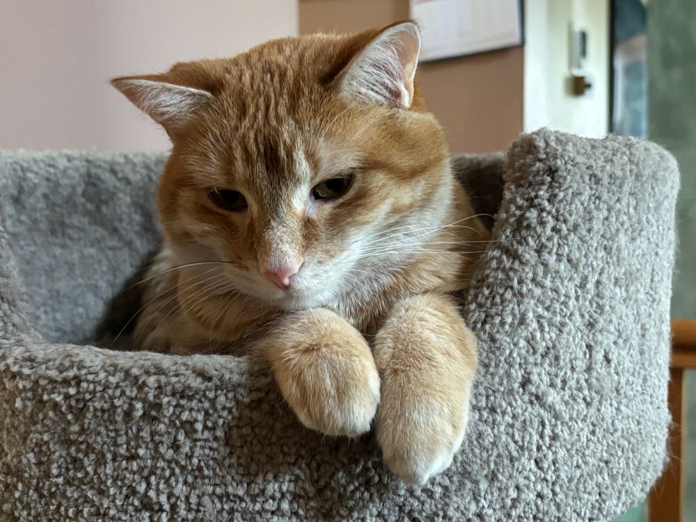Orange cat Mia sits in a grey carpeted perch with her front paws hanging over the edge. 