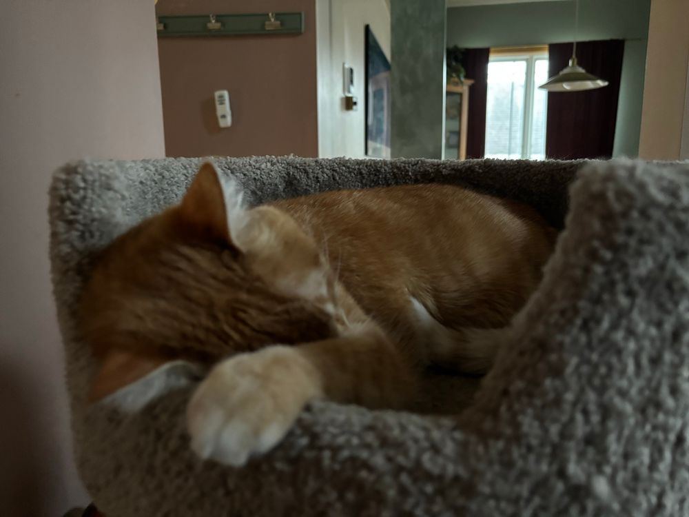 Orange cat Mia is asleep with a paw hanging over the edge of the container