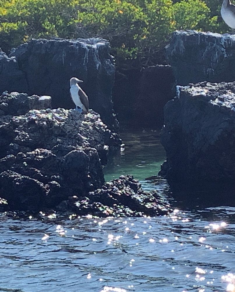 Blue footed Boobie. 