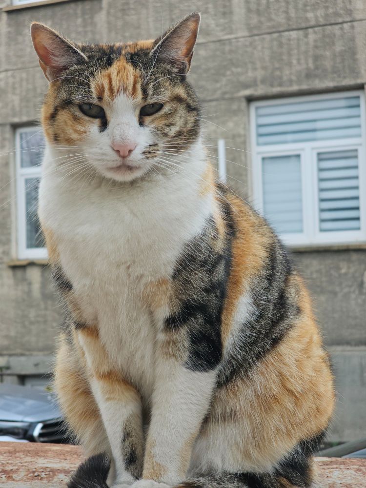 An orange, black, and white cat, sitting upright and staring at the camera. It wants treats. 10/10 would pat.