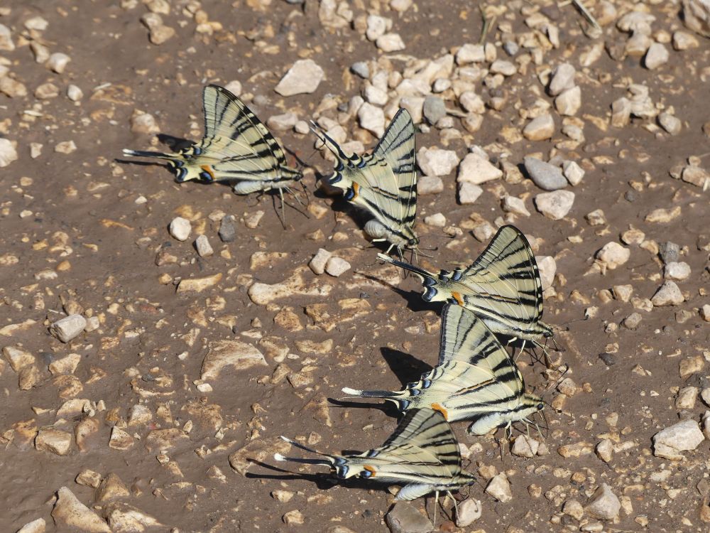 Scarce swallowtails