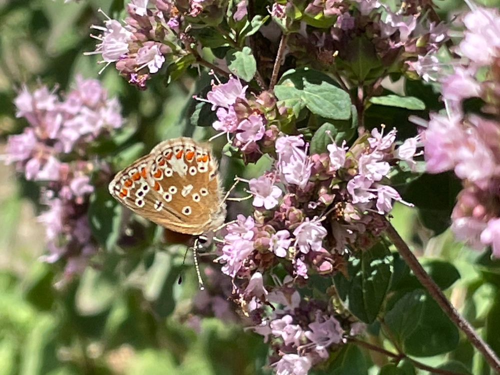 Brown Argus