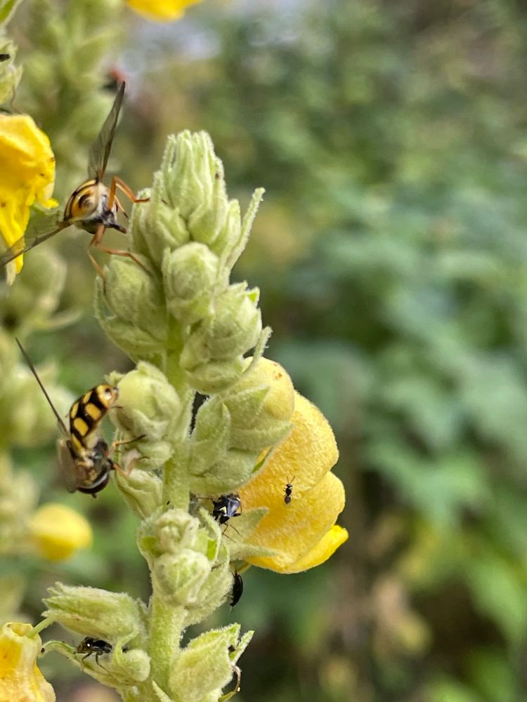Hoverflies & bugs on mullein