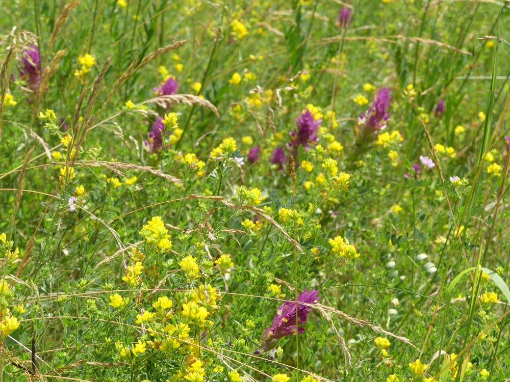 Meadow with crested cow wheat