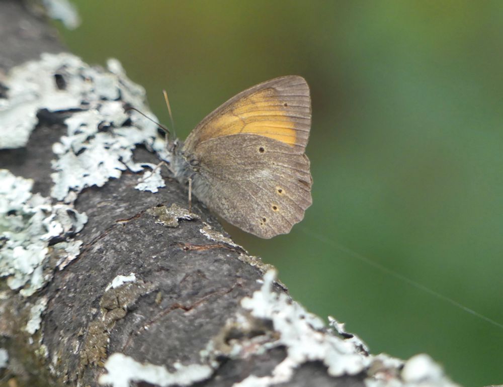 Lesser lattice brown 