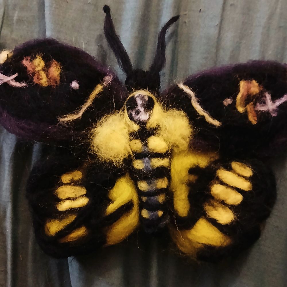 Felted death's head hawk moth. Yellow and black striped body with black wings and yellow patches on the wings. 