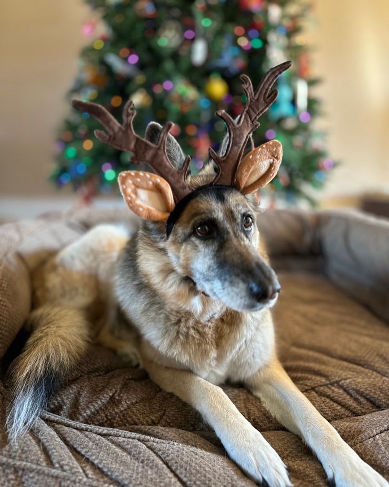 A German shepherd mix dog is wearing a festive headband with fake  deer antlers and ears.  She is not amused.