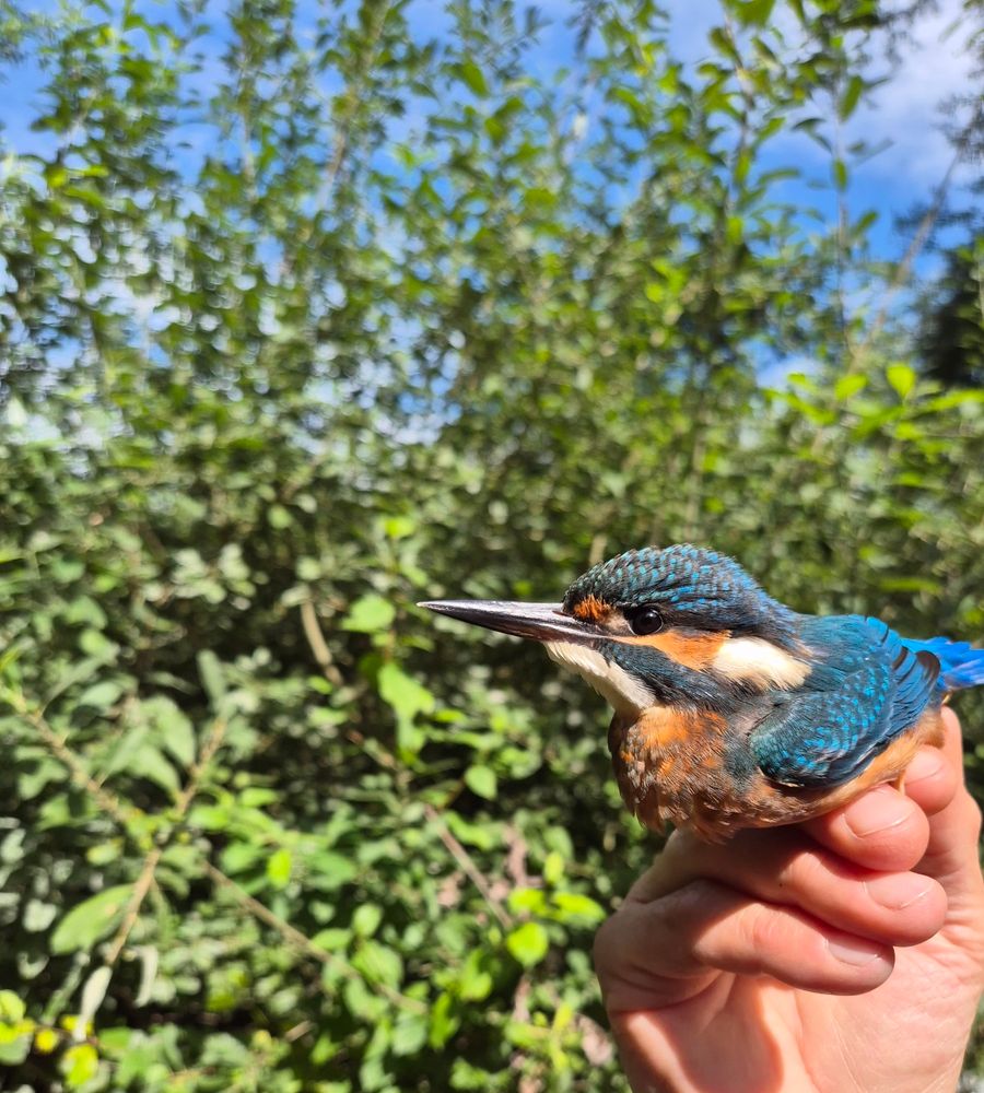 Kingfisher in hand, green bushes in back