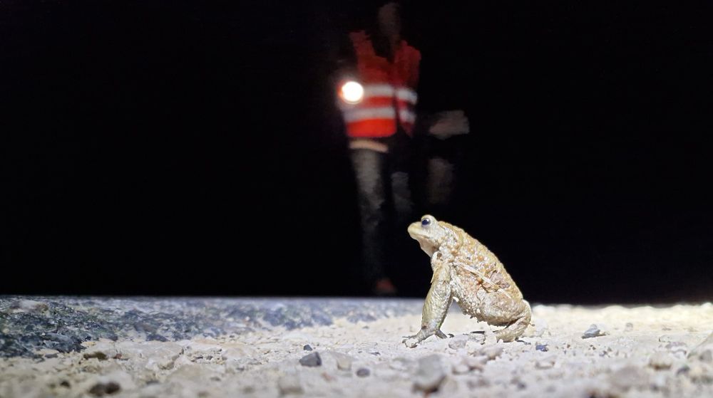 Male toad next to road, person with flashlight in back at night