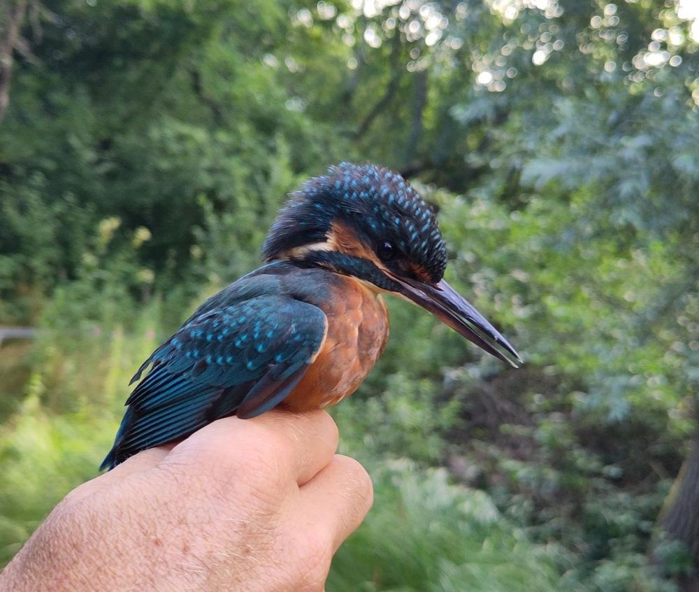 Kingfisher in hand, green bushes in back 