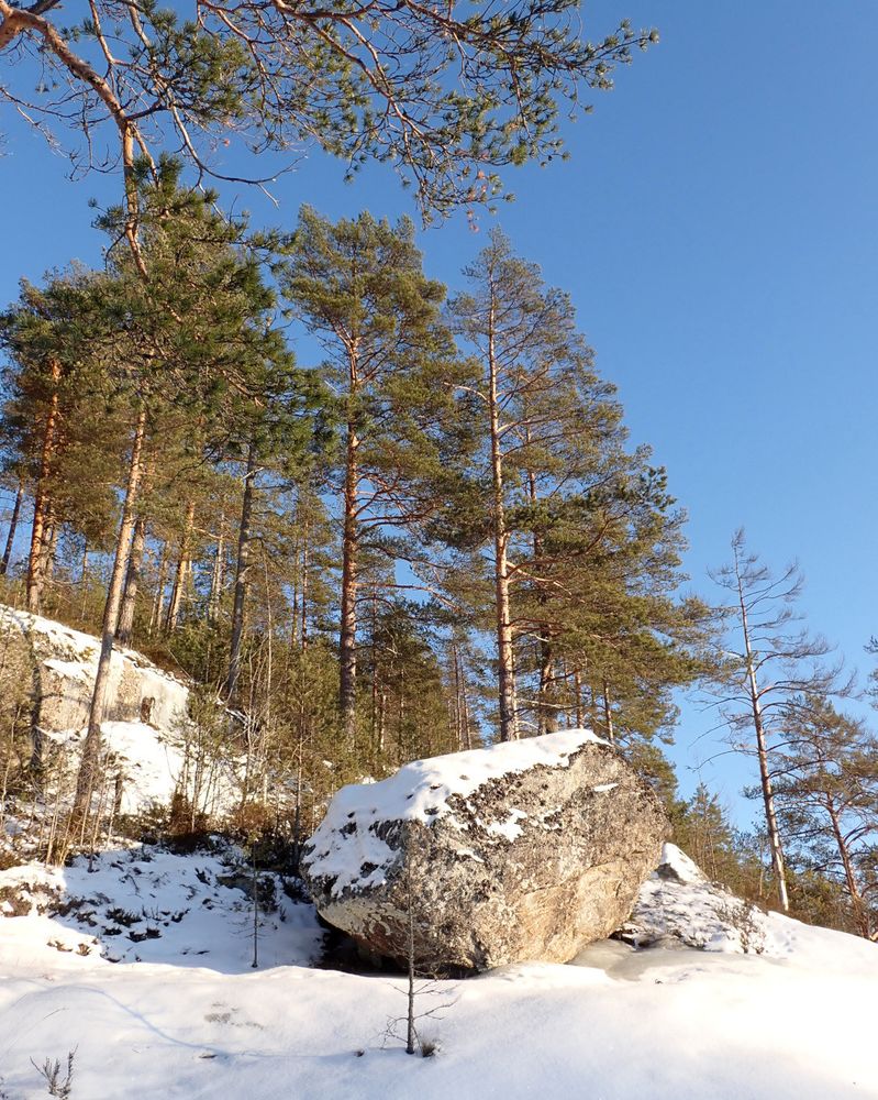 A view of a small hill with pine trees on it, lit by the sun, with the clear blue sky in the background. There's a huge stone in the front. The stone and the ground are covered with white snow.