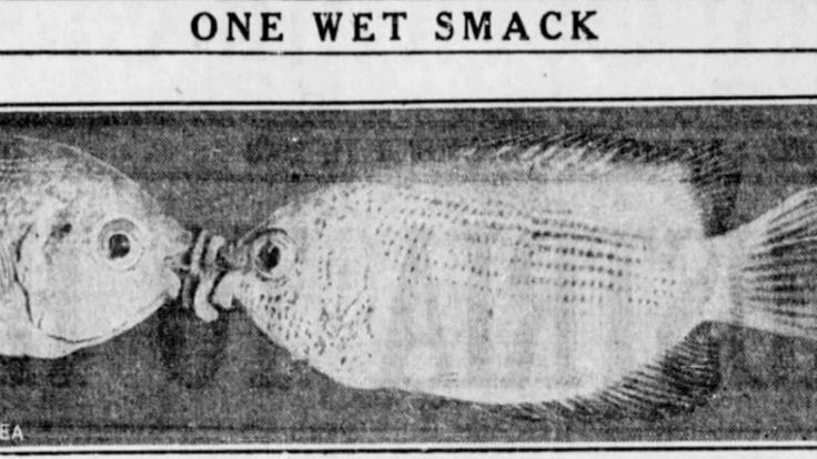 an old newspaper (I guess) scan of two fish dueling. It looks like they're smooching though. on top it reads "one wet smack"