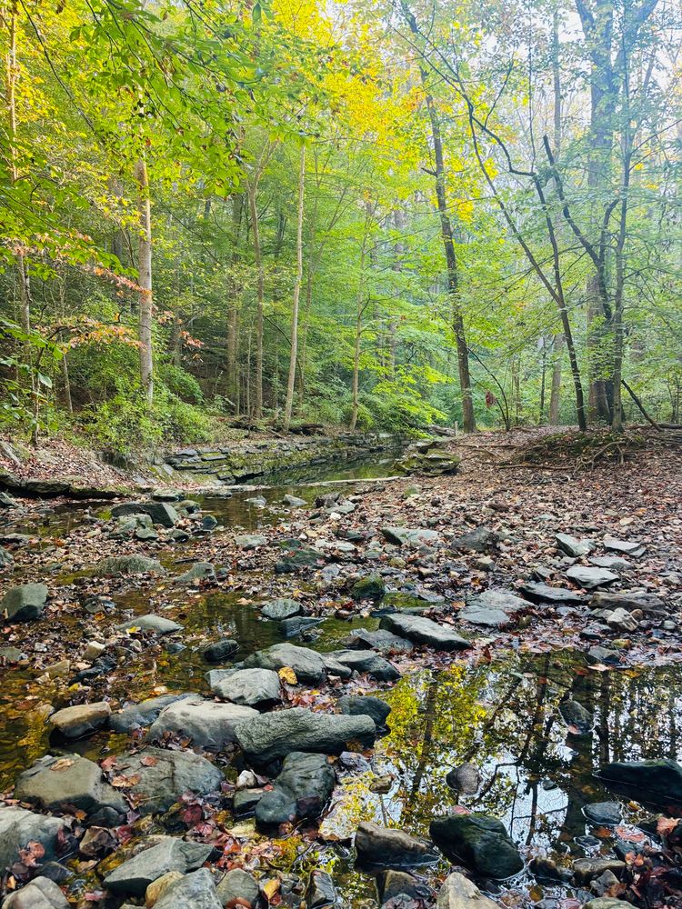 Tributary to Rock Creek in District of Columbia 