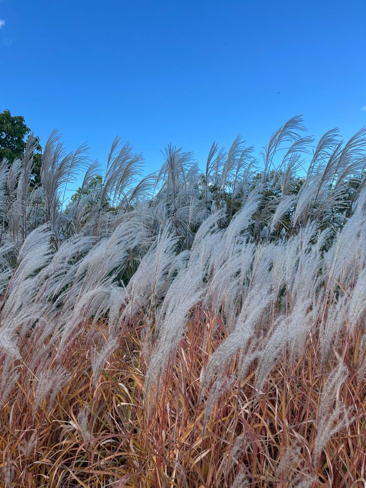 Decorative grasses with feathery tops in front of blue sky