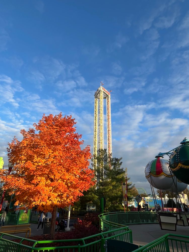 Sunlit tree with bright orange leaves, power tower ride in the background, balloon ride on the side