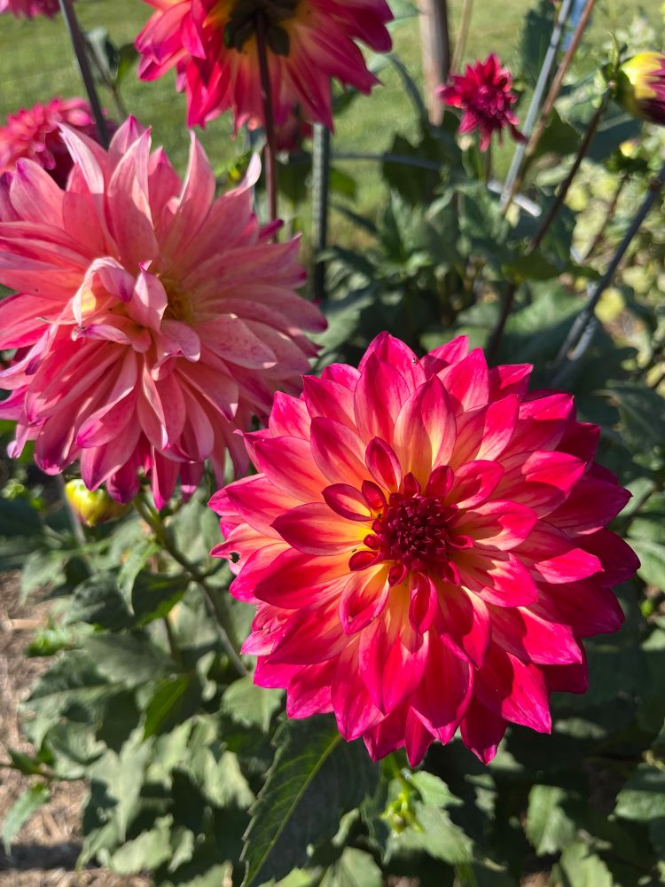 Dahlia with pink and slightly yellow petals, more dahlias and green leaves in background 