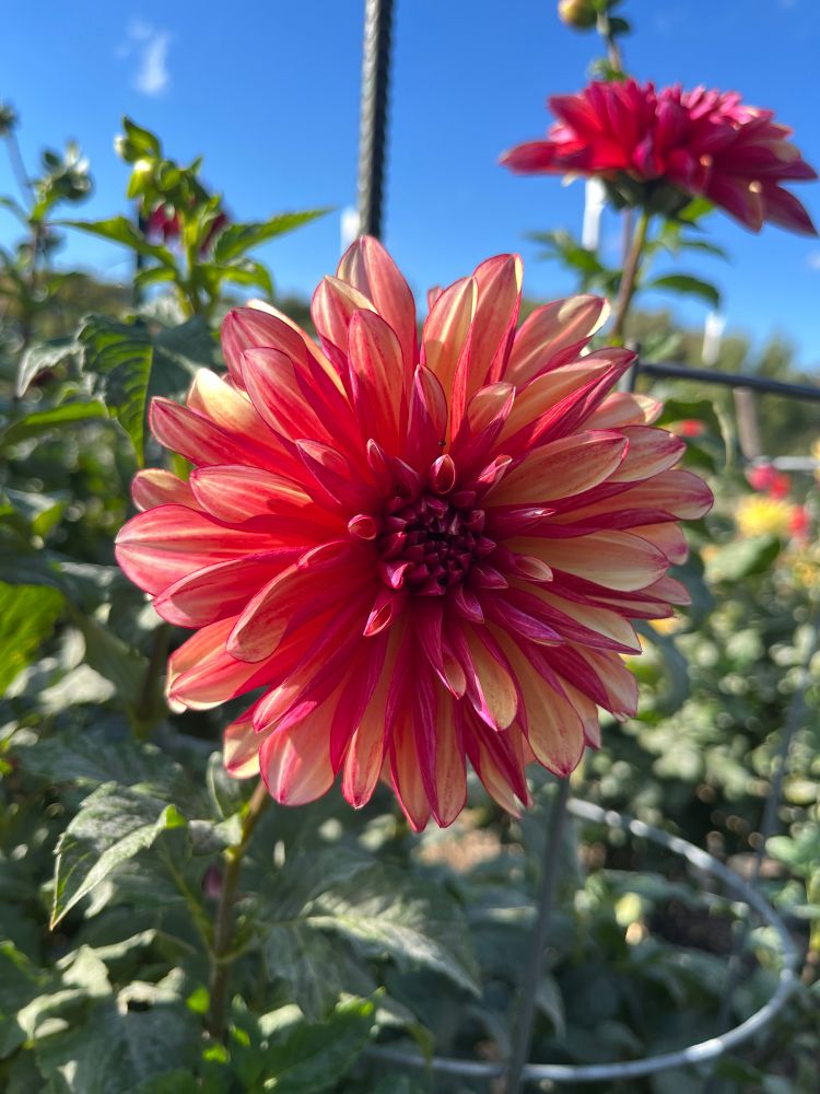 Dahlia with orange yellow and pink striped petals 