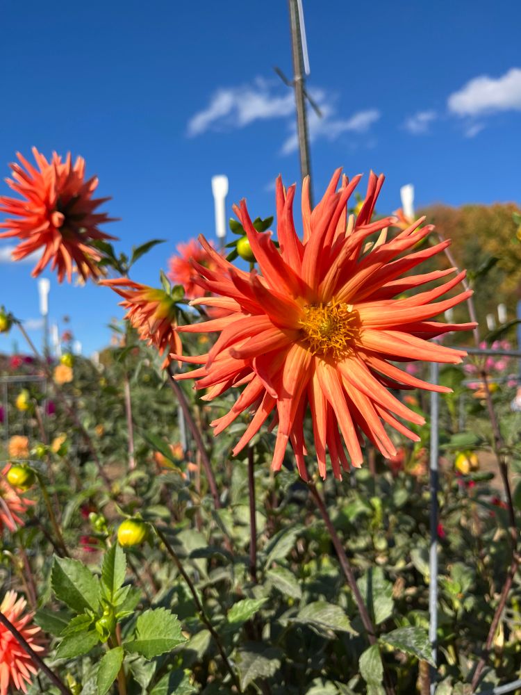 Orange dahlia with thin spiky petals