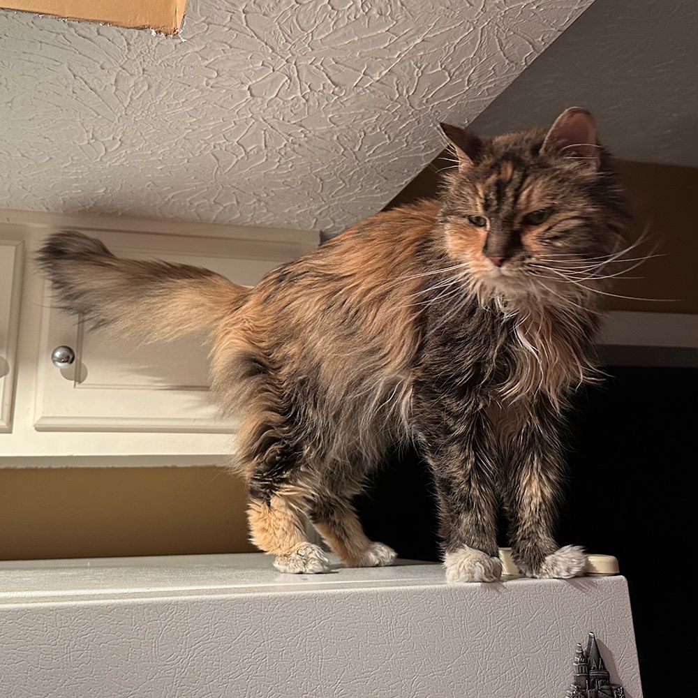 Zelda, a tortie-patterend cat with calico coloring, is standing on top of a refrigerator, where she can observe the kitchen.