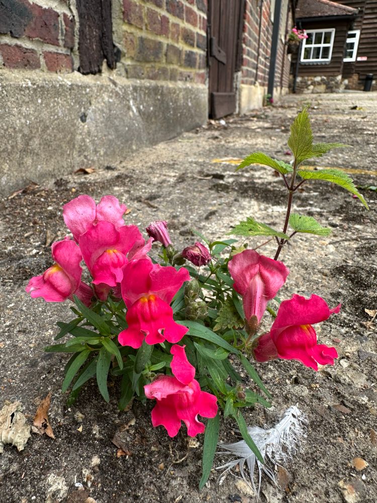 Several red Snapdragon/Antirrhinum flowers and their narrow green leaves emerge from a crack in a concrete car park next to a lighter coloured concrete and brick wall of a barn. A small white bird feather rests to the right of the plant. The wooden porch and white window entrance of the building can be seen in the distance.
