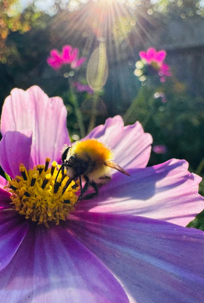A fluffy yellow bumble bee casts a shadow on the pink petals of a Cosmos flower in the afternoon sunlight as it works on the yellow centre of the bloom. The background has more blurred out Cosmos and the sun’s rays peeking per our garden fence.