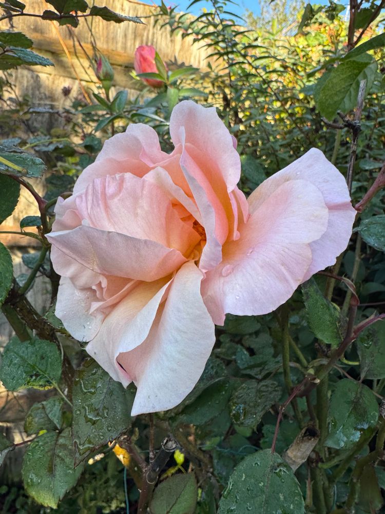 A pink rose in the shade as the early morning sun lights up a red bud further up the bush.