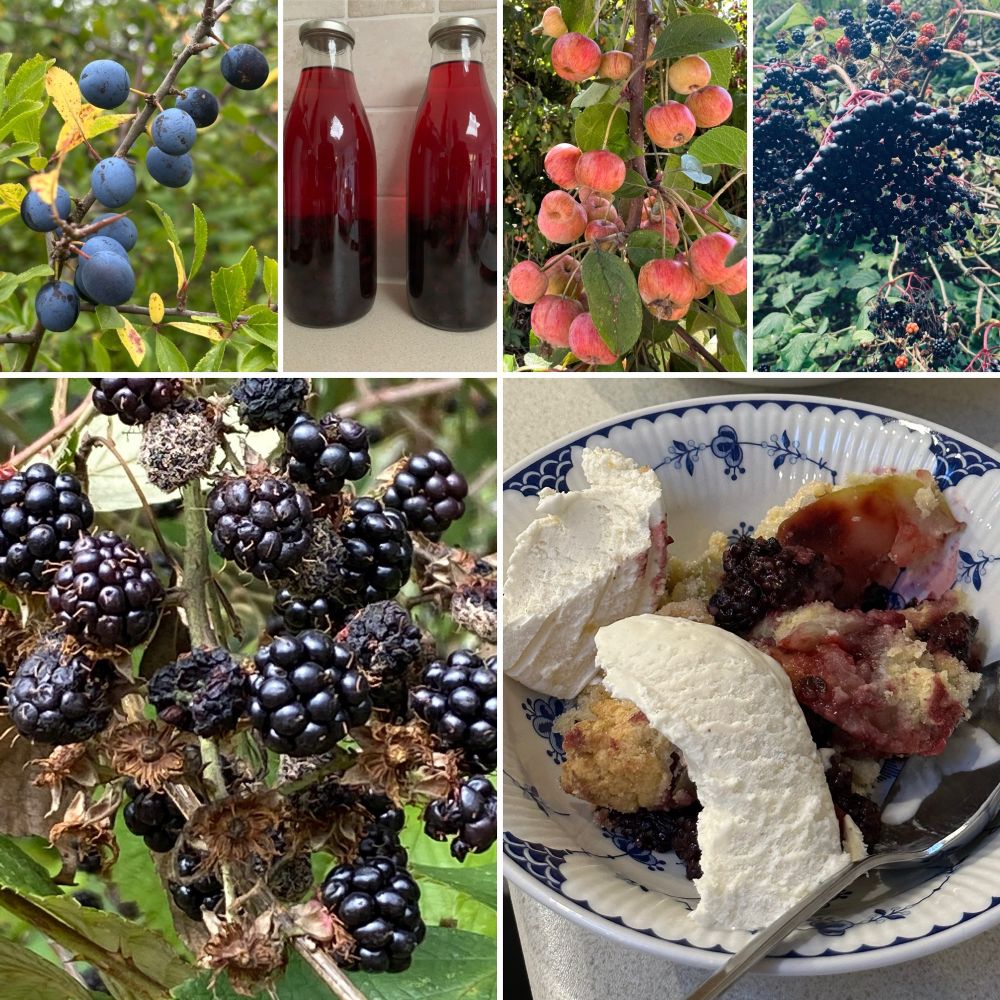 From top left, clockwise: succulent dark purple Sloes; the production line for sloe gin in two bottles; gorgeous small orange coloured crabapples; sumptuous deep black Elderberries, hanging from a hedge - wine, anybody? Apple and blackberry crumble with ice cream in a Blue Denmark dish. Finally, ripe black blackberries hang ready to be picked.