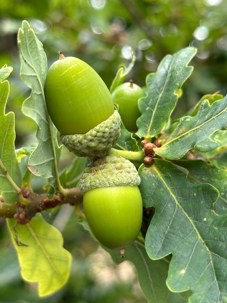 Two acorns sit in their knobbly “cups” on the branch of an English Oak tree whose distinctive serrated darker green leaves form the background to the shot. Another acorn peeps out from behind one of the leaves.