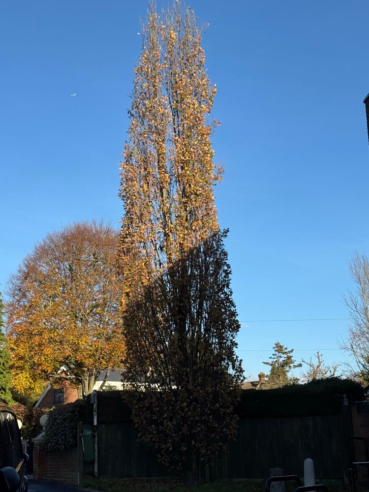 A tall Poplar stands partly in sun against a blue sky. The foreground is in dark shadow. Another tree with autumn leaves can be seen across the road in a front garden by a house, part of which can also be glimpsed.