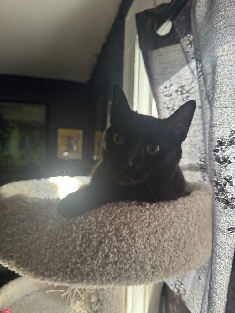 black cat lounging in a cat tree in the sunlight
