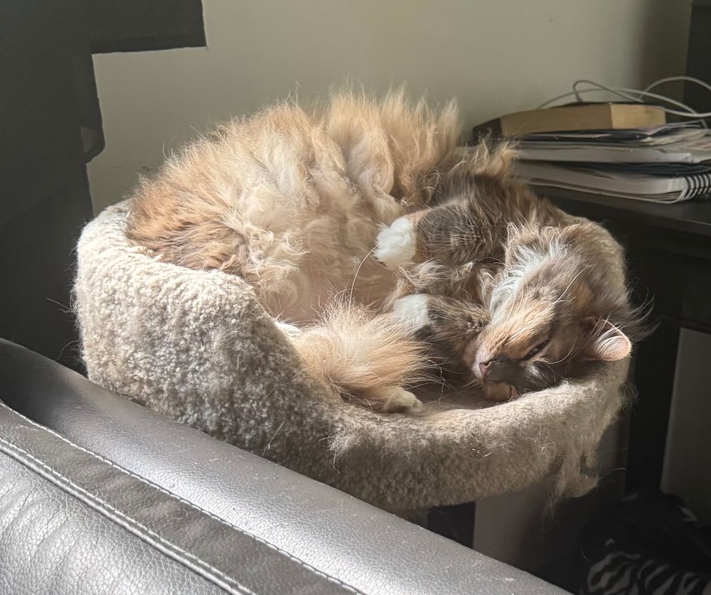 a fluffy long haired dilute tortoiseshell cat sleeping in a cat bed with her white-socked front paws curled up in front of her