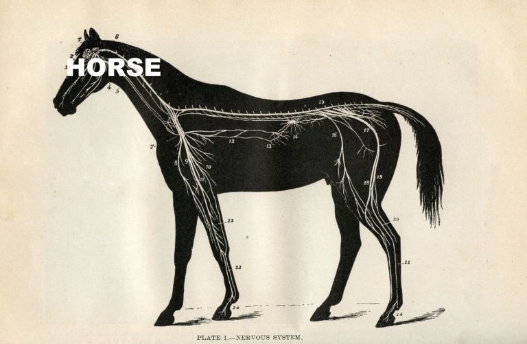 Old timey looking illustrated diagram of a black horse silhouette showing the brain connected to the spine and nerves running down the legs. There is big blocky text over the brain that just says "horse".