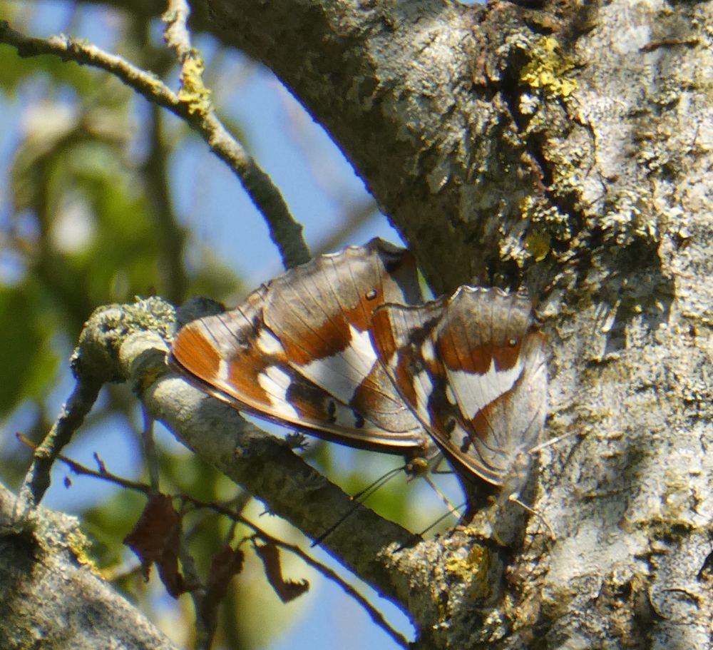 A male and a female Purple Emperor butterfly on a sap run. 
