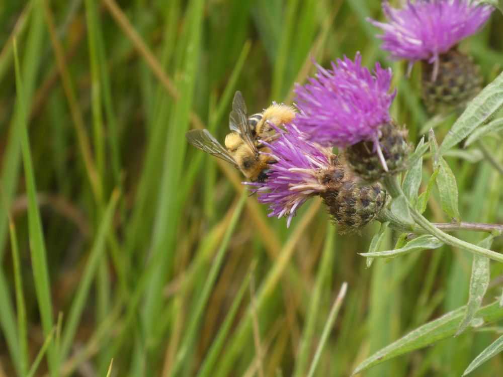 Female Pantaloon Bee