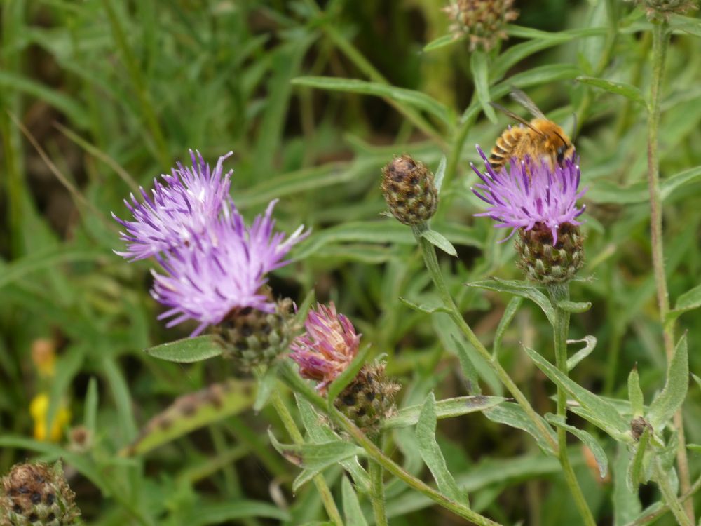 Male Pantaloon Bee