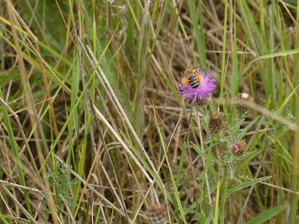 Female Pantaloon Bee