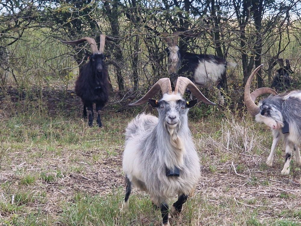 Goats