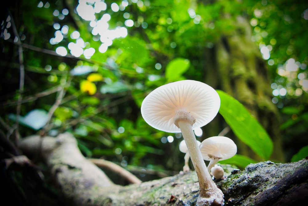 Underneath shot of fungi in the wood 