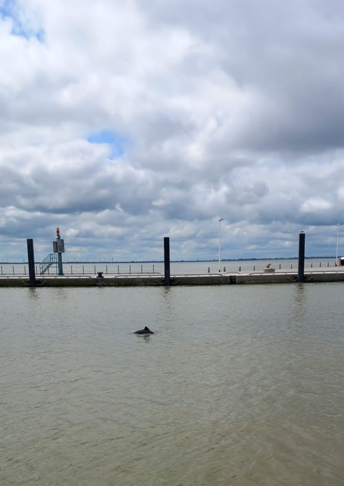 The fin of a harbour porpoise is visible in the water. A quai can be seen in the background. 