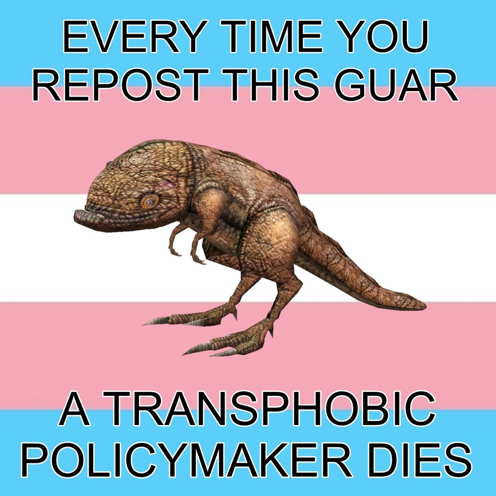 A guar against a trans flag background. Text says "every time you repost this guar a transphobic policymaker dies".