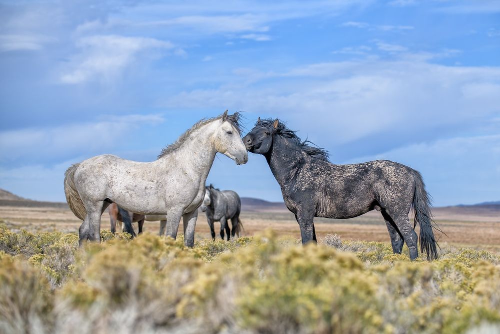Two wild horses, one black and one white, greet one another.