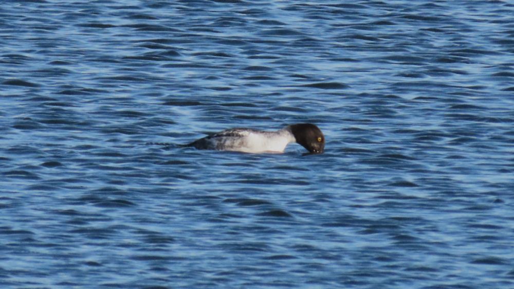 Goldeneye preparing for a dive