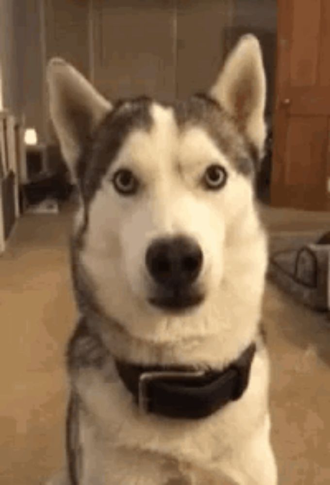 Husky Siberian GIF